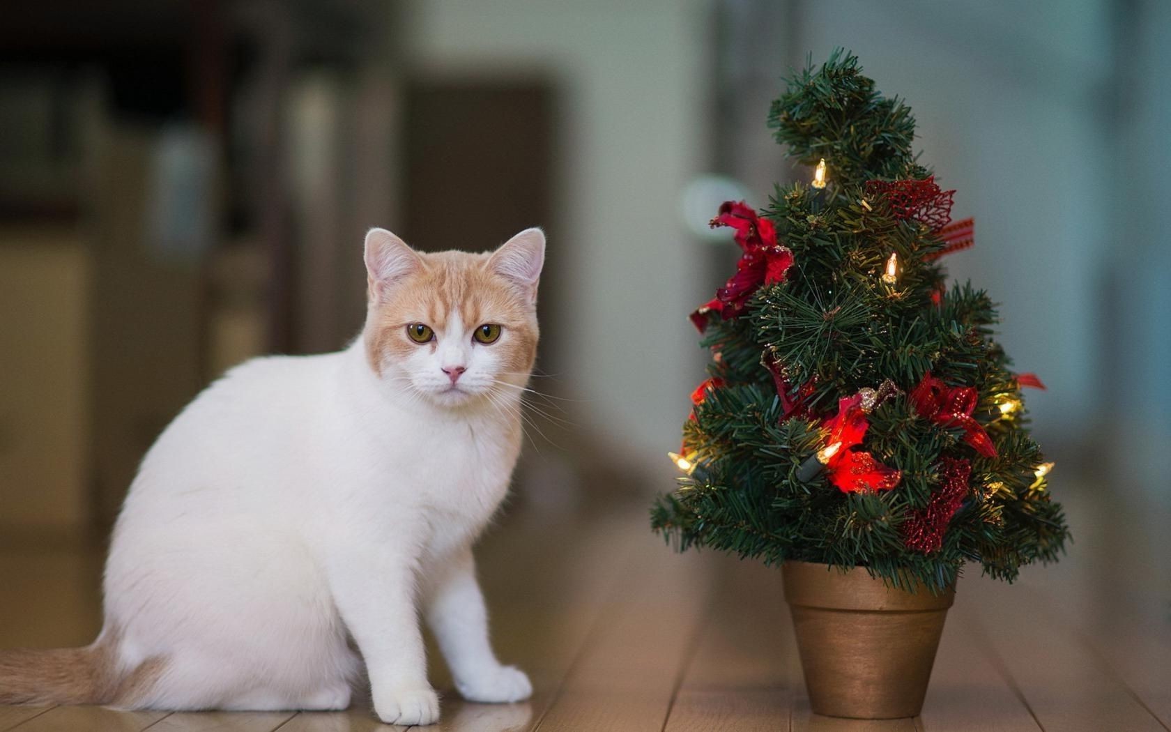 chats portrait noël chat un