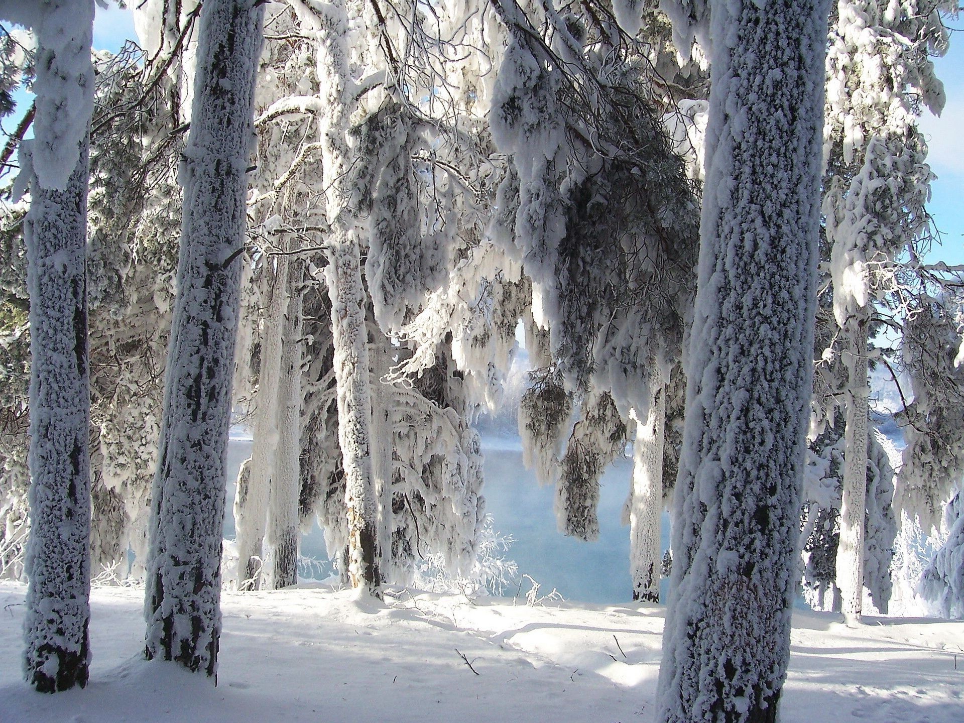 inverno neve gelo freddo legno albero congelato ghiaccio stagione paesaggio natura ramo pino tempo scenico neve-bianco scena gelido