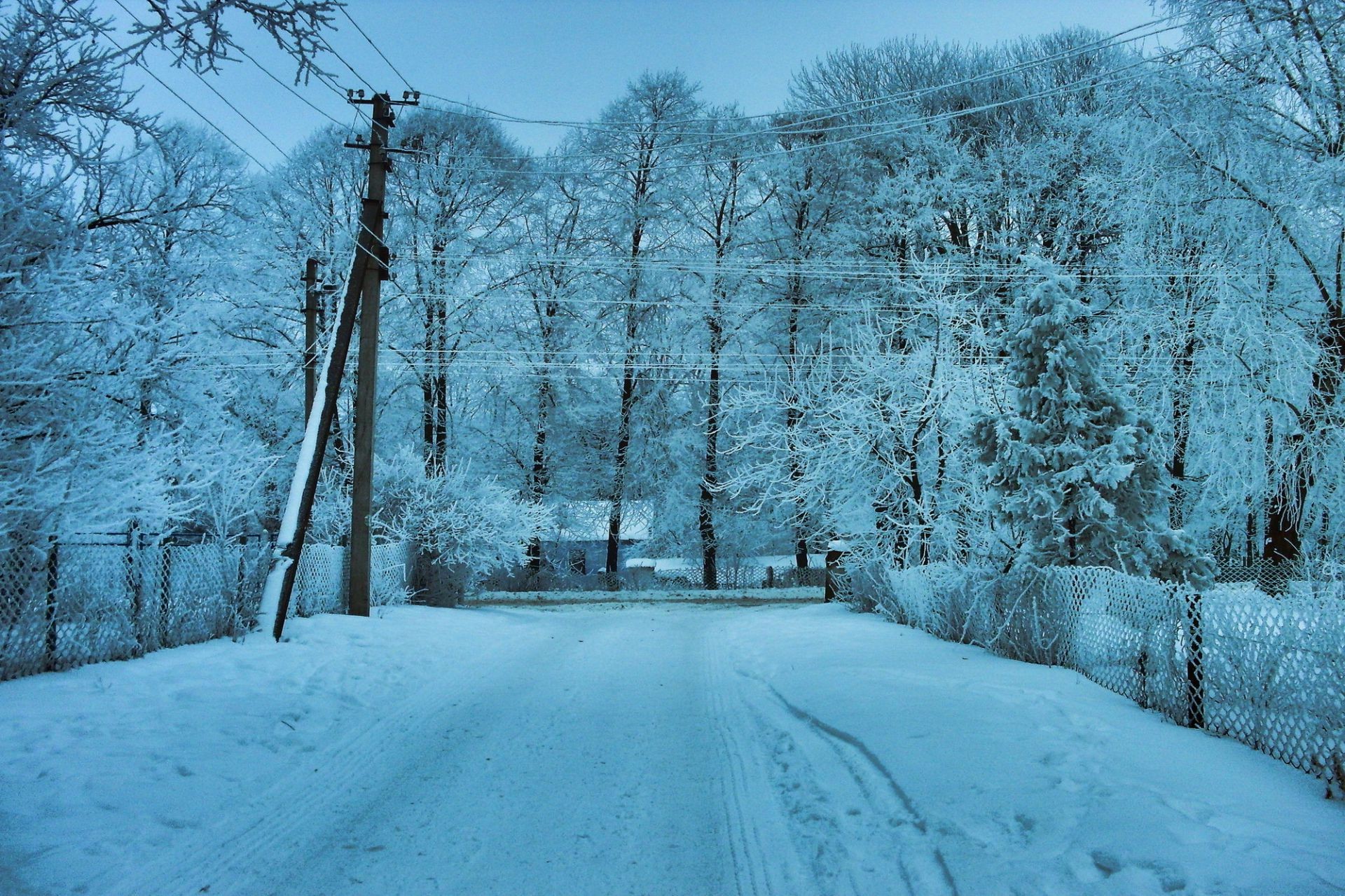 hiver neige gel froid congelé glace bois paysage bois météo saison givré neigeux tempête de neige scénique brouillard neige-blanc branche nature