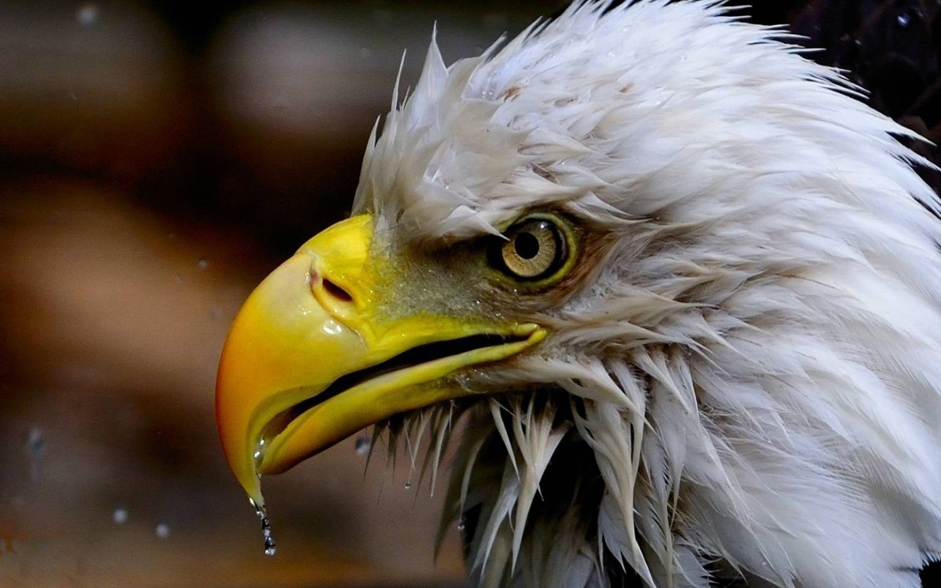 animaux aigle oiseau raptor faune bec proie zoo nature plume portrait faucon