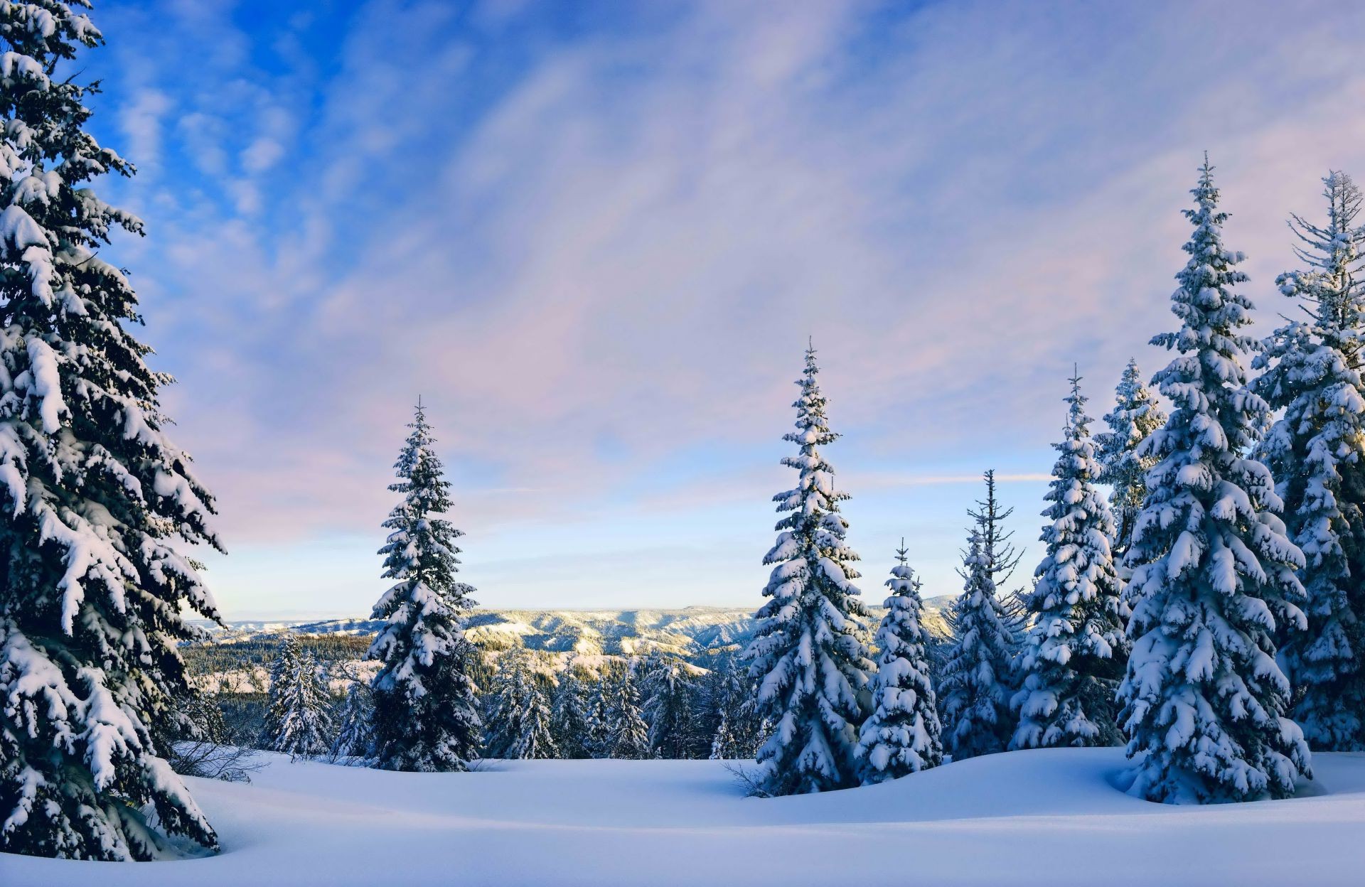 hiver neige froid gel bois evergreen bois conifères sapin congelé pin saison montagne épinette scénique paysage glace noël nature