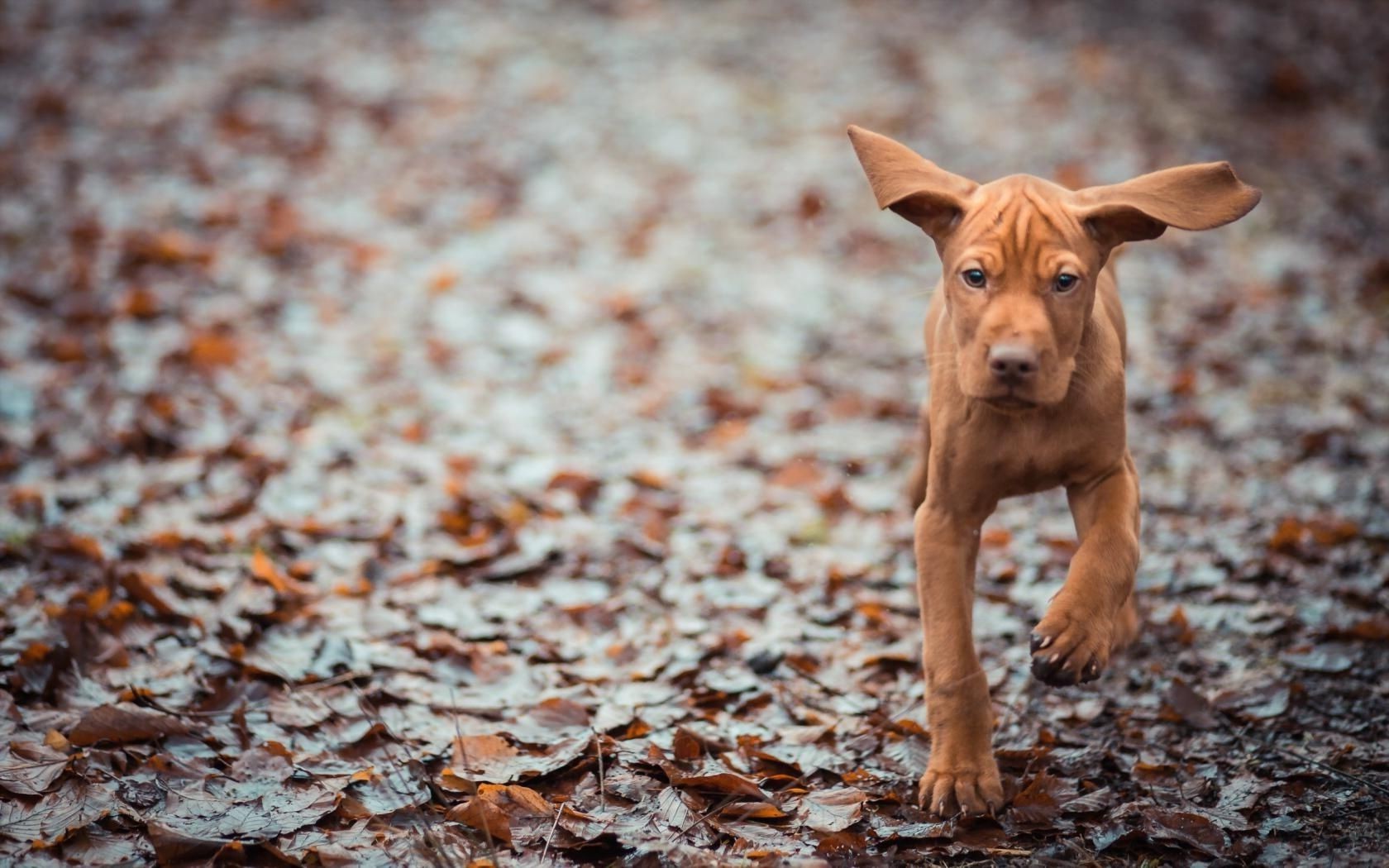 cani cane carino natura animale mammifero all aperto pet piccolo ritratto legno