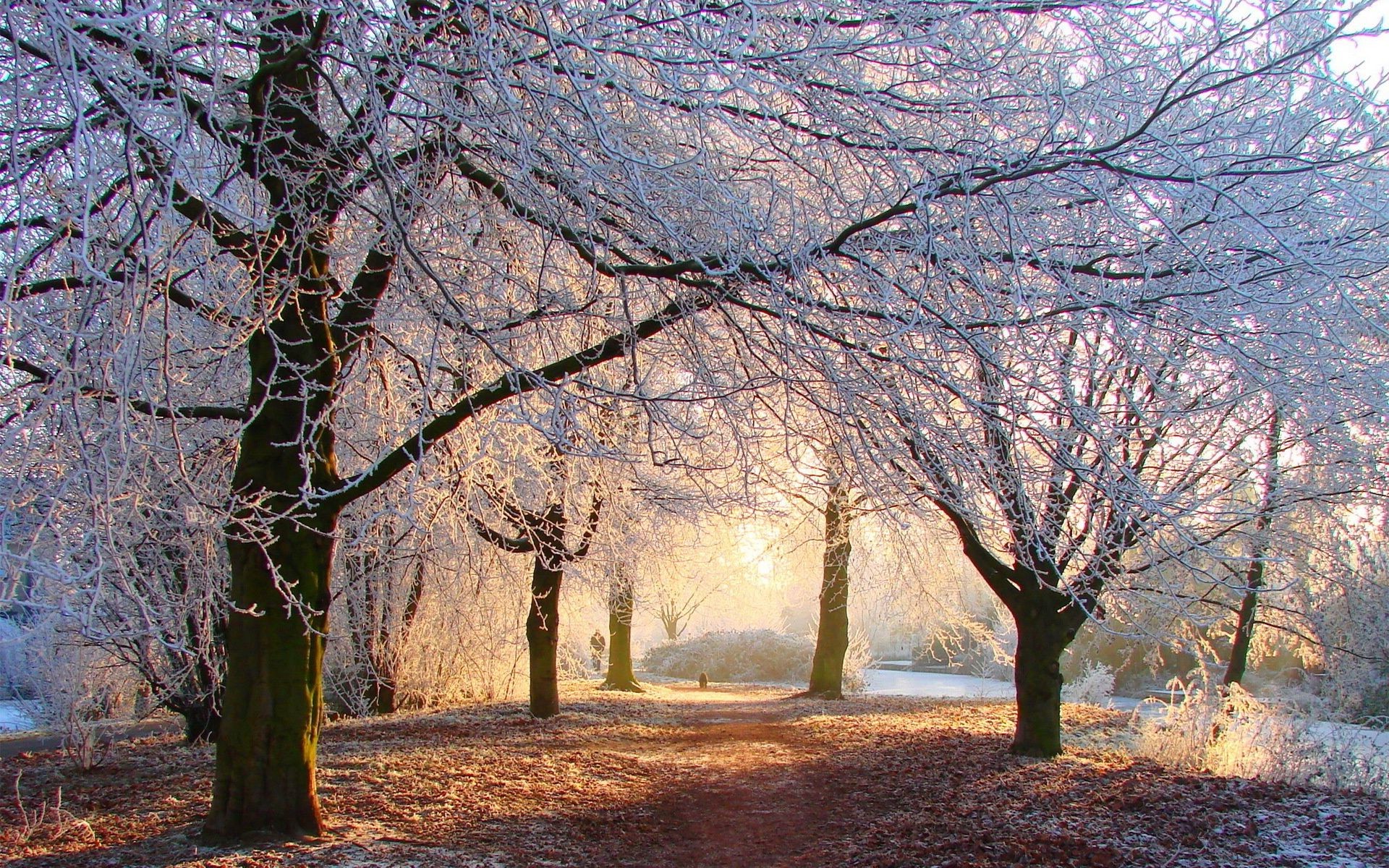 árvores árvore outono paisagem ramo parque madeira inverno temporada natureza amanhecer cênica folha névoa neve ao ar livre guia campo paisagens frio