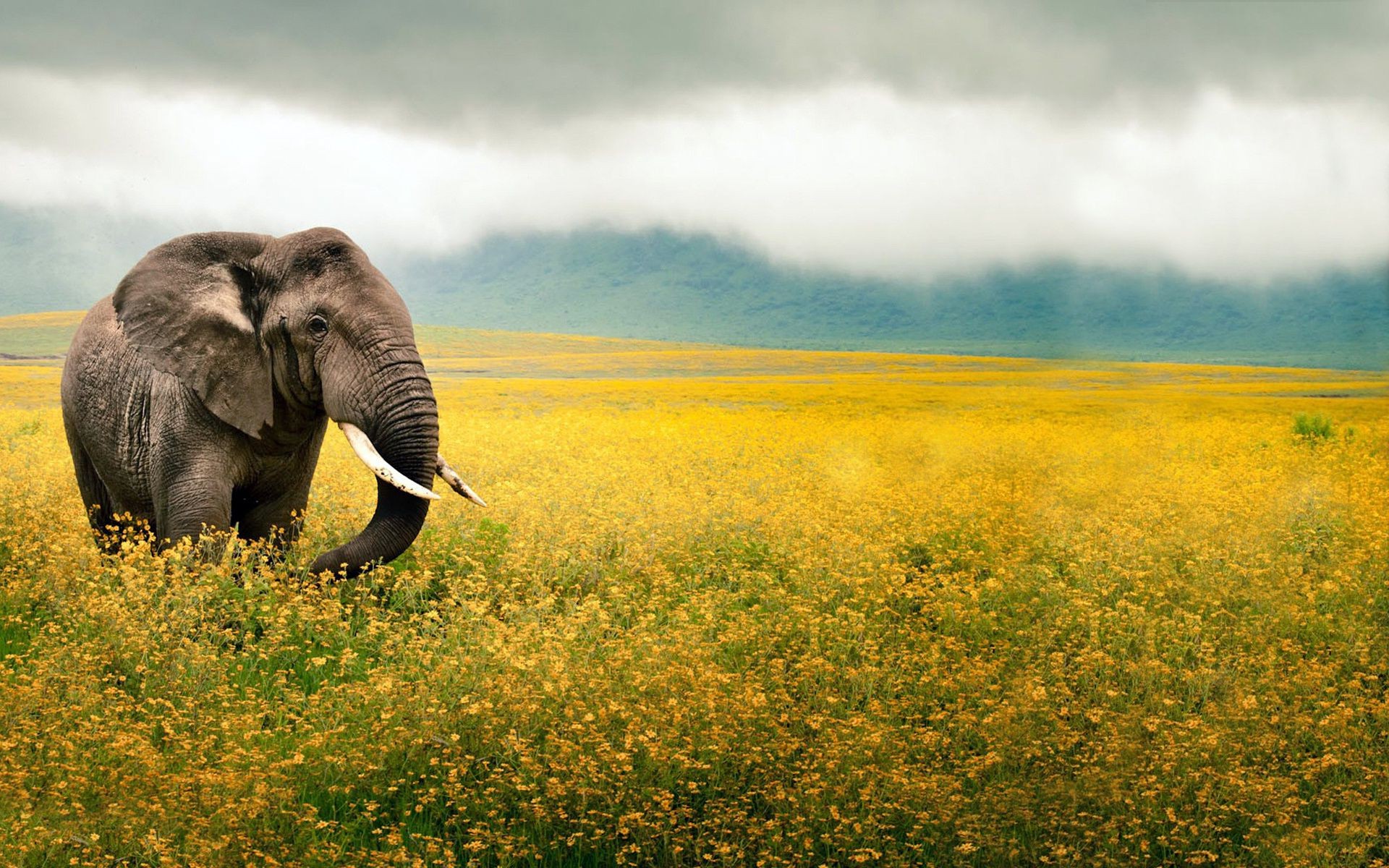 elephants nature landscape outdoors grass grassland mammal wildlife sky field