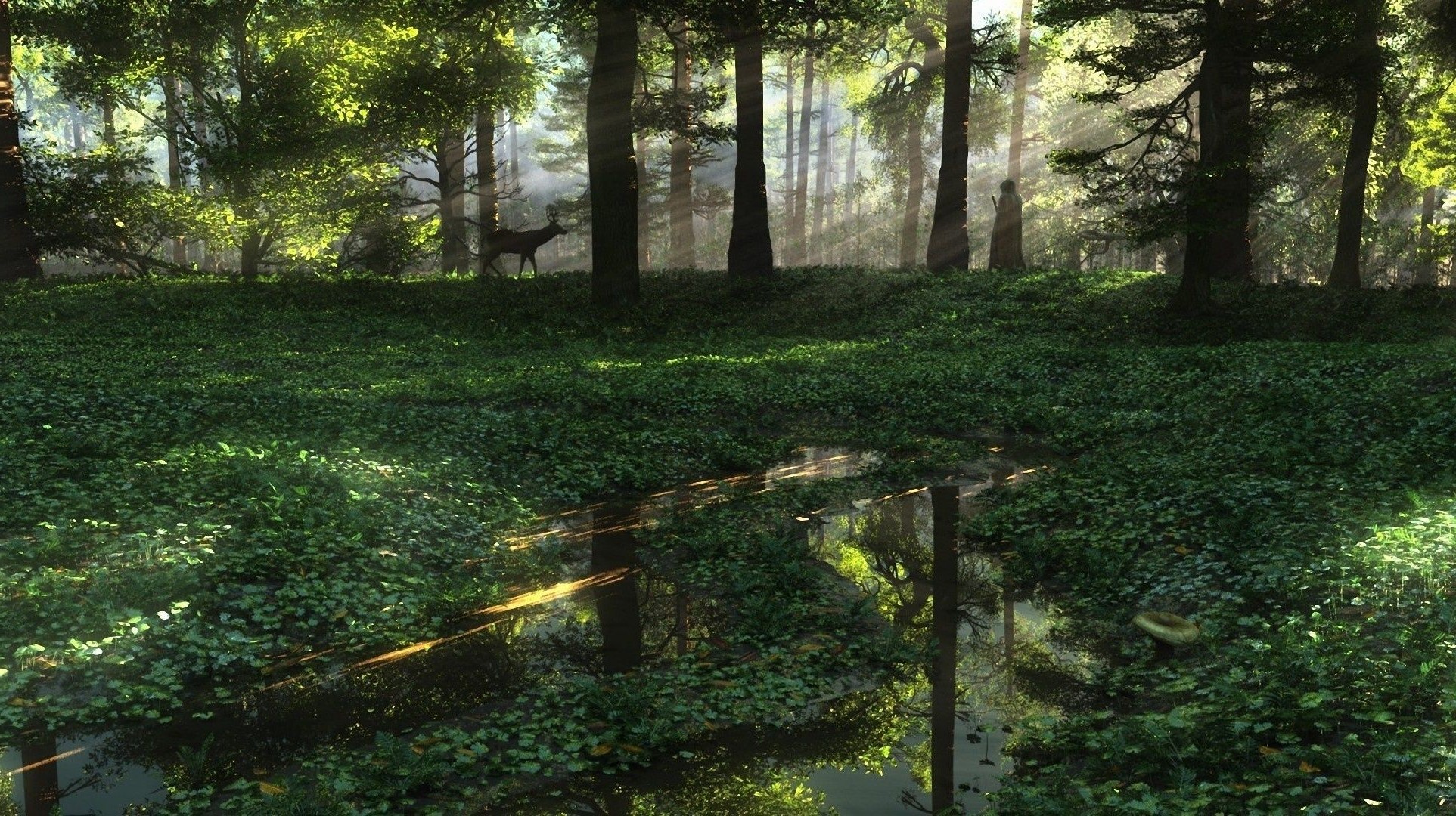 paysage paysage arbre nature bois environnement parc extérieur feuille été lumière herbe lumière du jour luxuriante beau temps jardin scénique flore