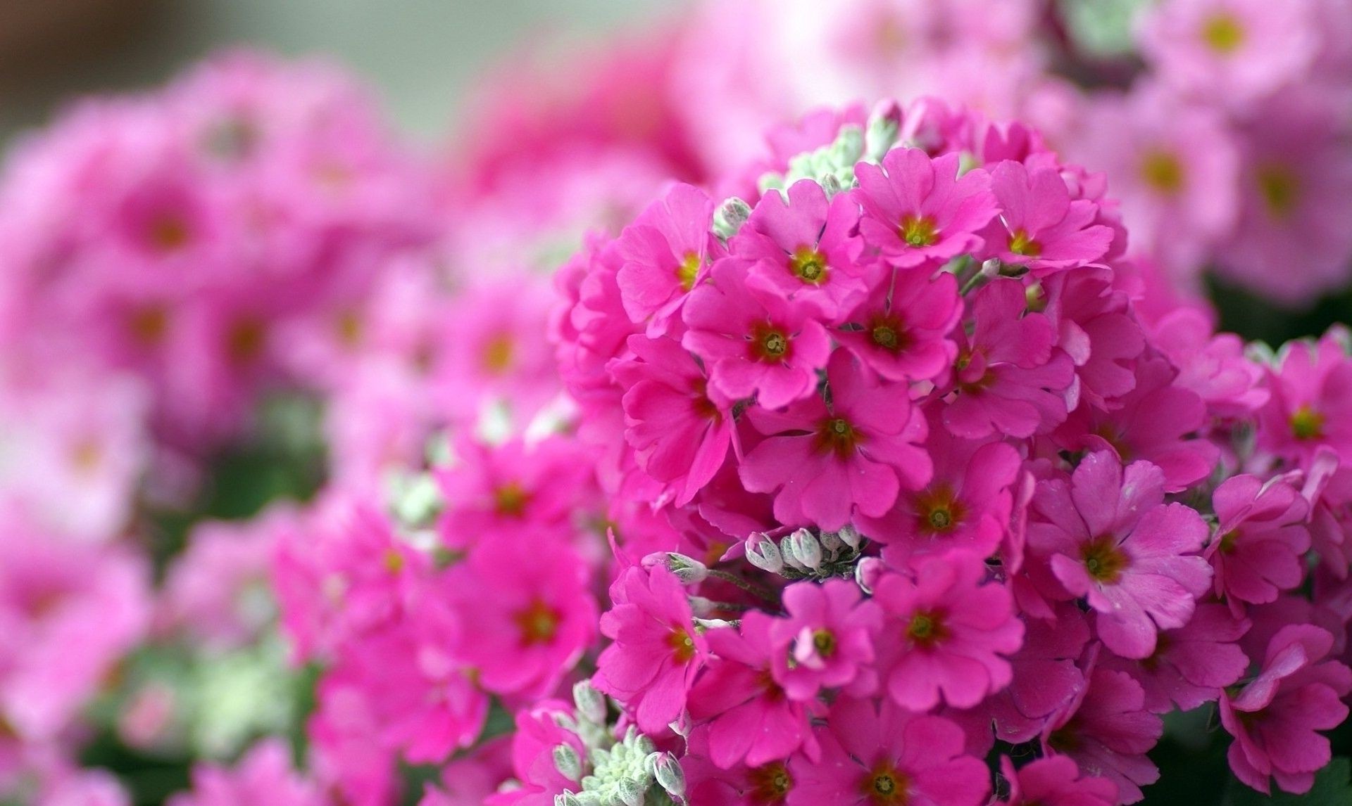 flowers flower nature summer garden flora petal blooming leaf bright floral field outdoors bouquet growth fair weather color