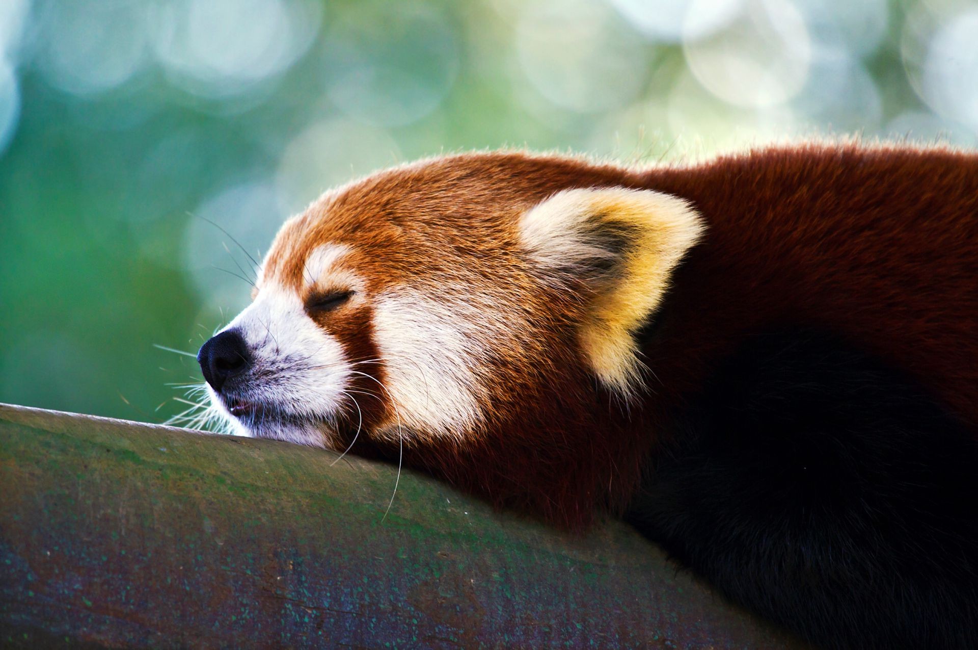 animais mamífero vida selvagem animal jardim zoológico panda fofa pele retrato solteiro animal de estimação selvagem