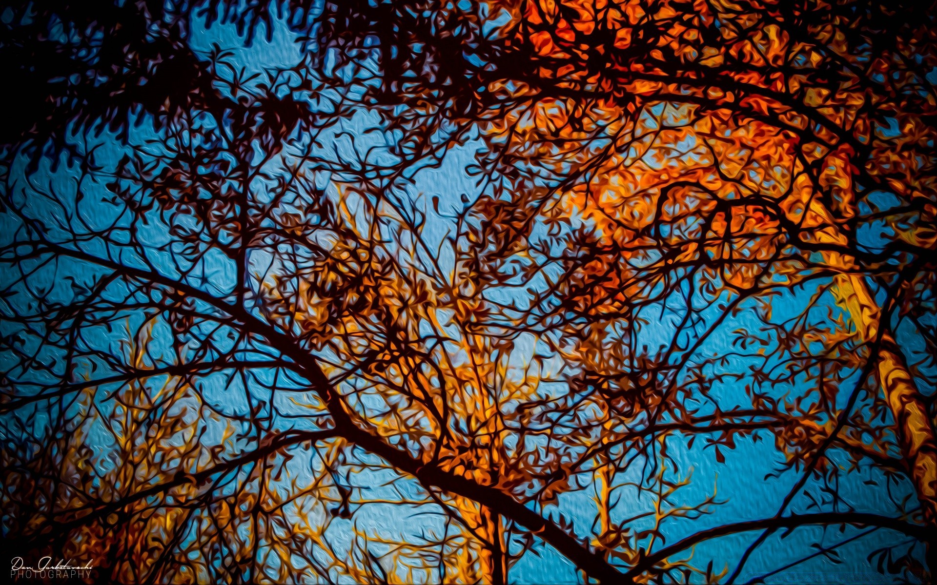 zeichnungen baum filiale desktop natur saison holz herbst licht blatt farbe hell im freien winter flora himmel dämmerung