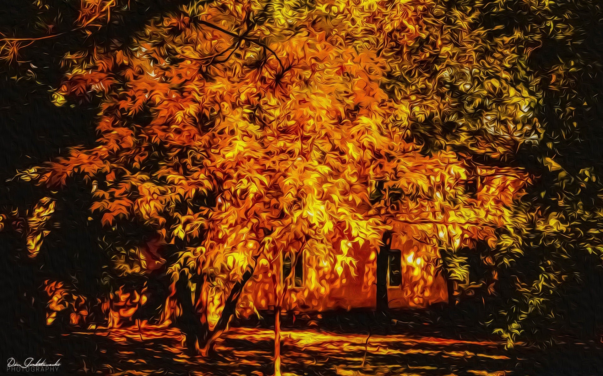 drawings fall leaf tree wood maple season park outdoors gold branch landscape nature change light environment