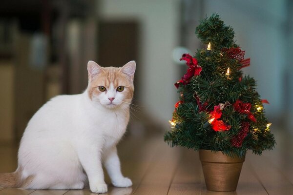 The cat is sitting next to a small Christmas tree