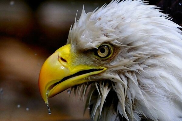 Yellow beak. Beautiful eagle