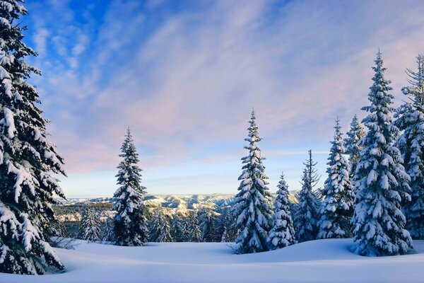 Wald Frost Winter Landschaft