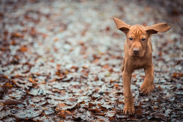 Auf Spaziergängen in Lechu sahen wir einen schönen Hund