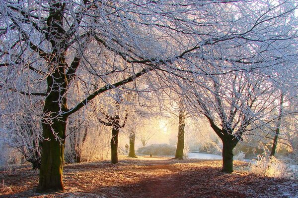 The first frosts in late autumn