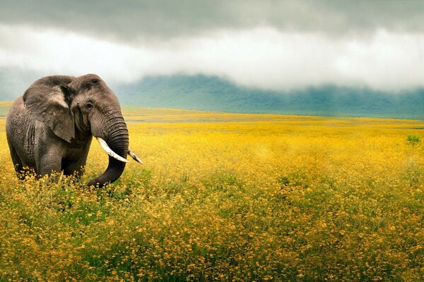 Campo flores elefante colmillos tronco orejas amarillo niebla