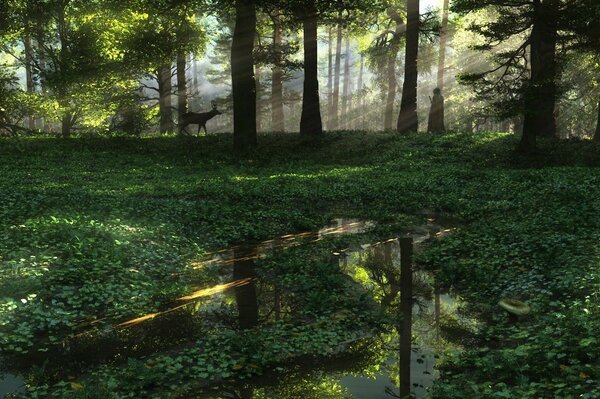 Art flaques d eau forêt chevreuil soleil rayons homme nature