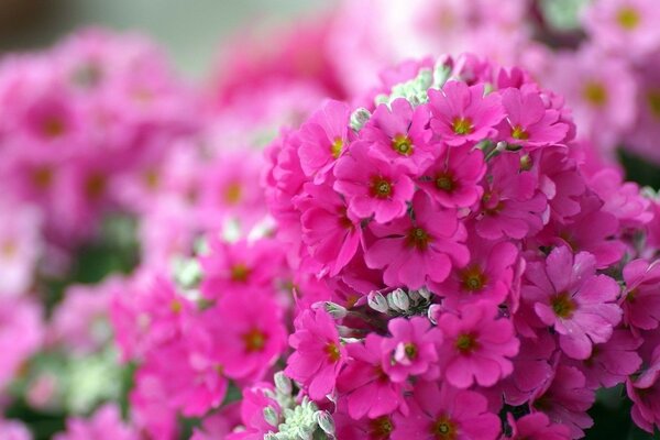 Gartensia nın pembe çiçeklerinden oluşan bir alan