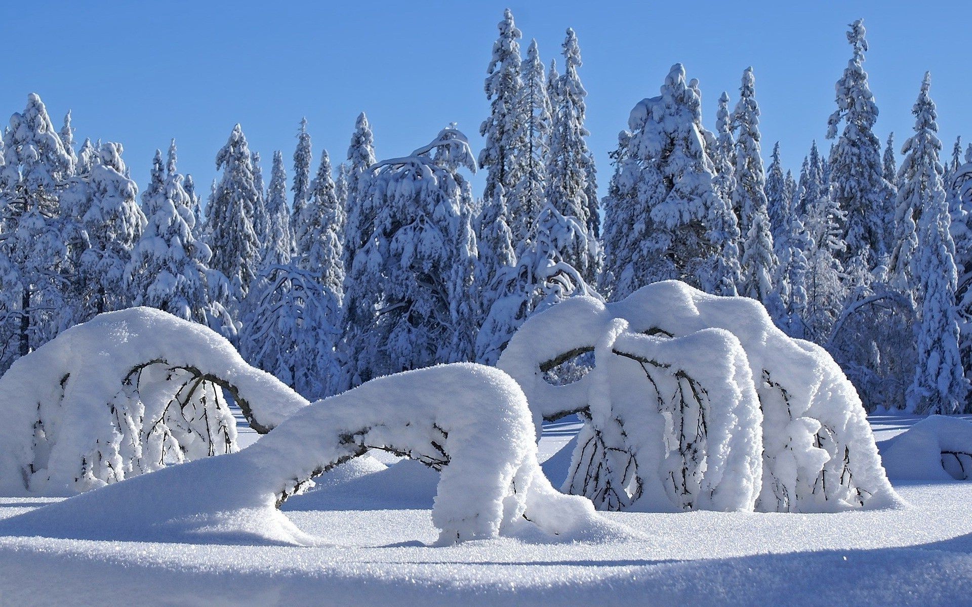 winter schnee kälte frost eis gefroren saison frostig berge verschneit landschaftlich wetter holz landschaft schneewehe schnee-weiß tanne