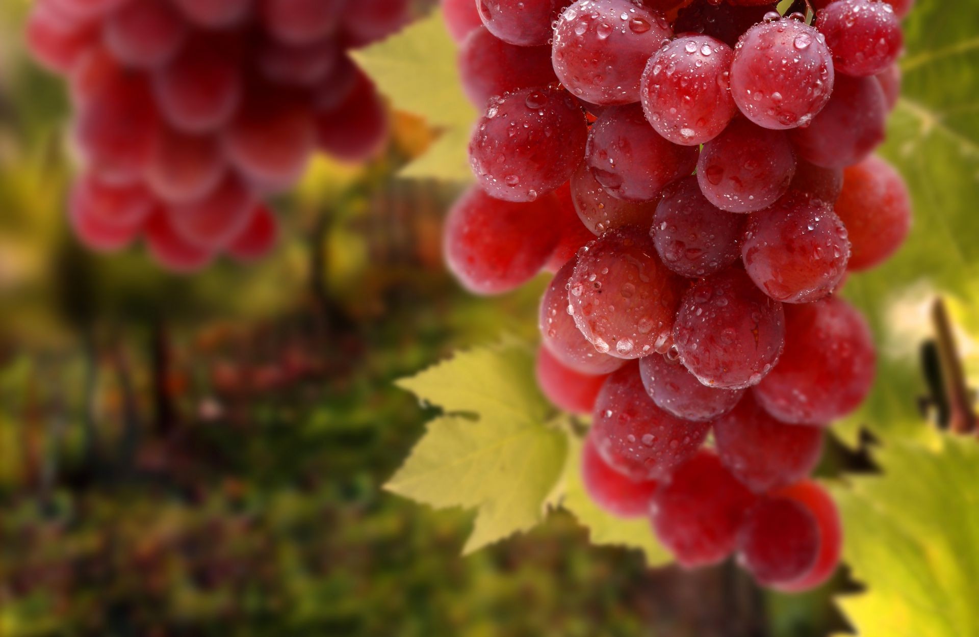 baies fruits raisin vigne nature baie cluster cave juteux nourriture pile feuille pamplemousse vins pâturage confiserie vignoble été viticulture automne