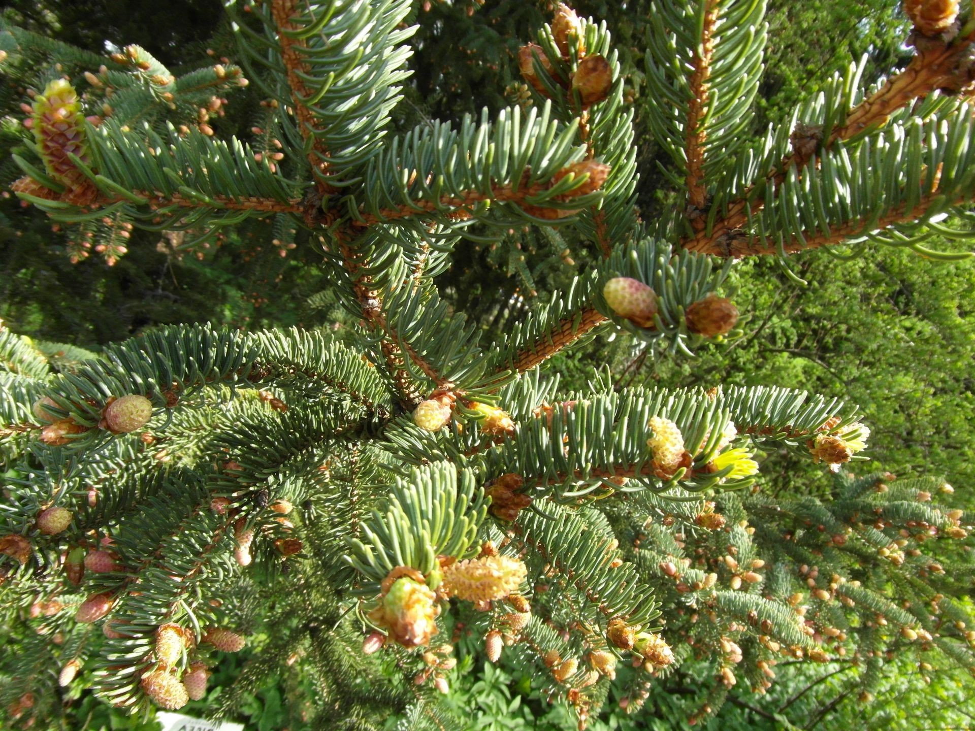 verão árvore natal inverno abeto evergreen pinheiro coníferas abeto coníferas ramo agulha temporada cone decoração feriado natureza cor