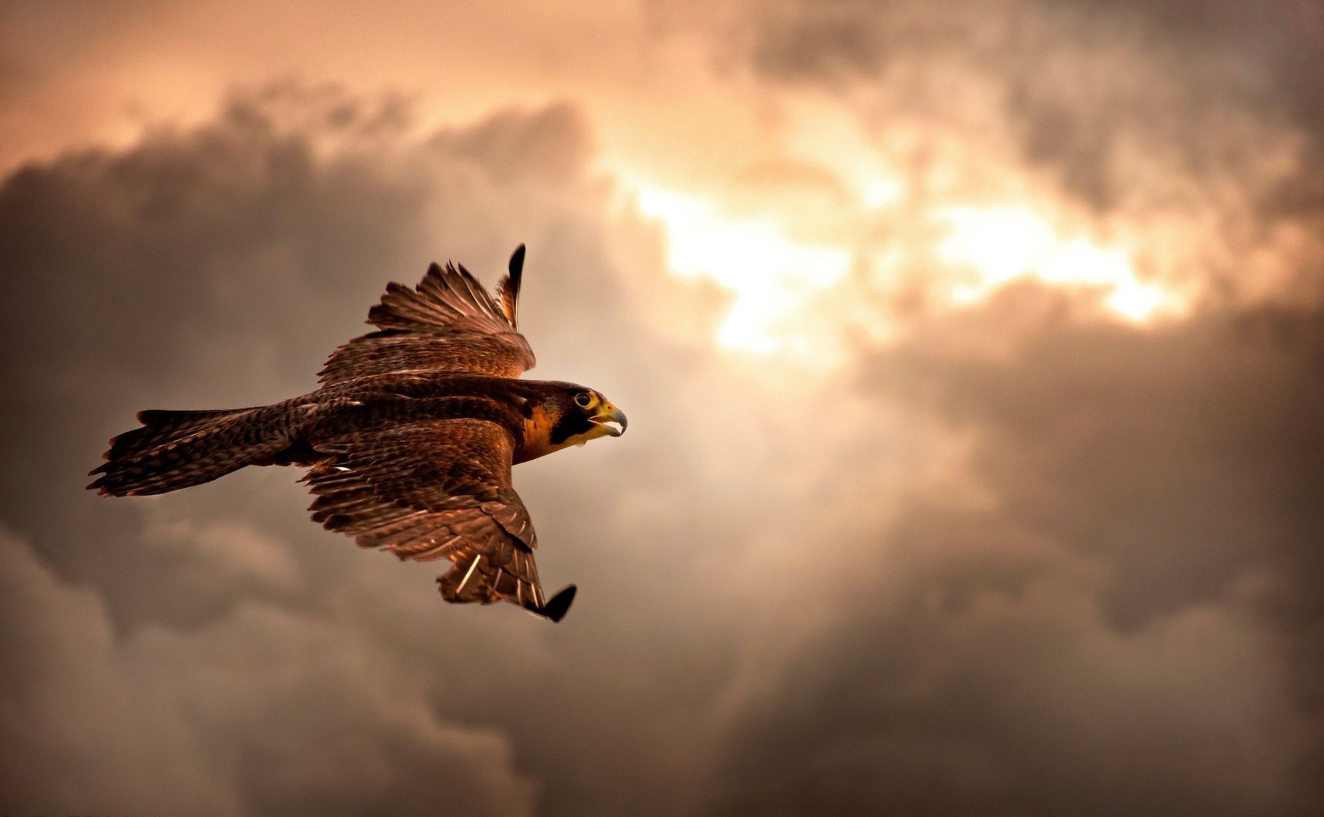 animaux oiseau raptor aigle vol faucon faune faucon coucher de soleil cerf-volant