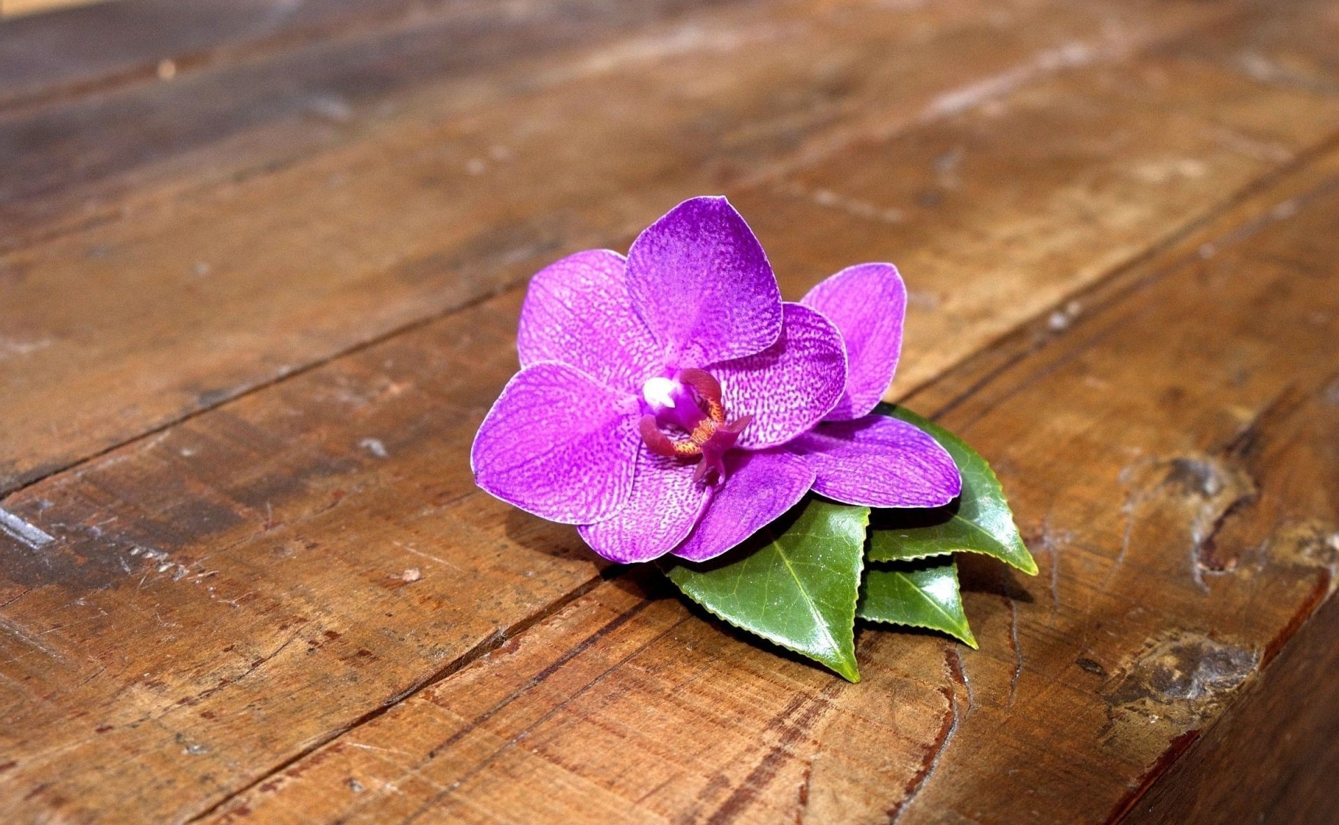 flowers flower nature flora leaf desktop petal close-up color zen wood beautiful garden floral tropical blooming