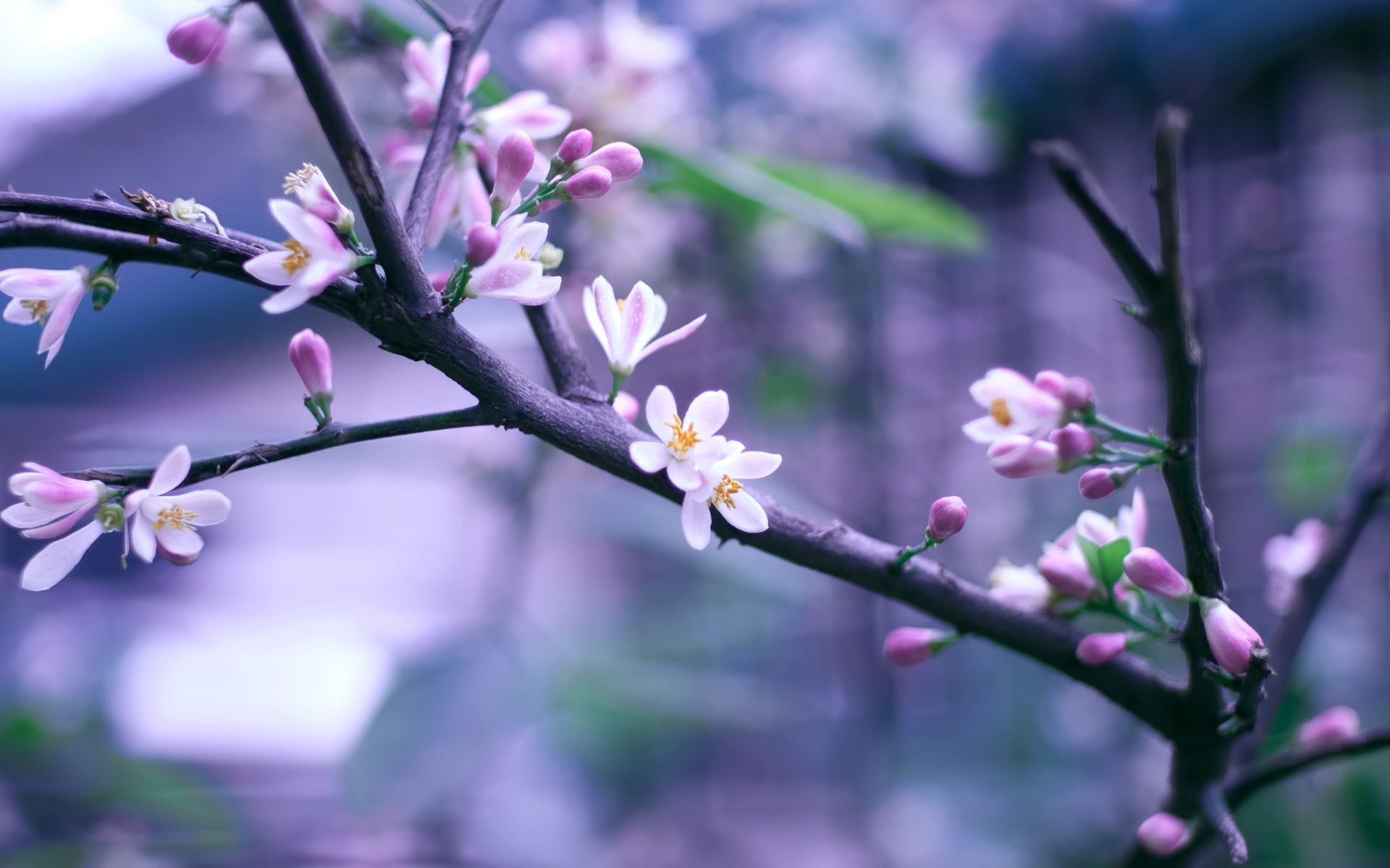 flores nas árvores flor natureza flora árvore ramo jardim crescimento folha cereja blooming amigo pétala estação dof maçã ao ar livre floral verão borrão