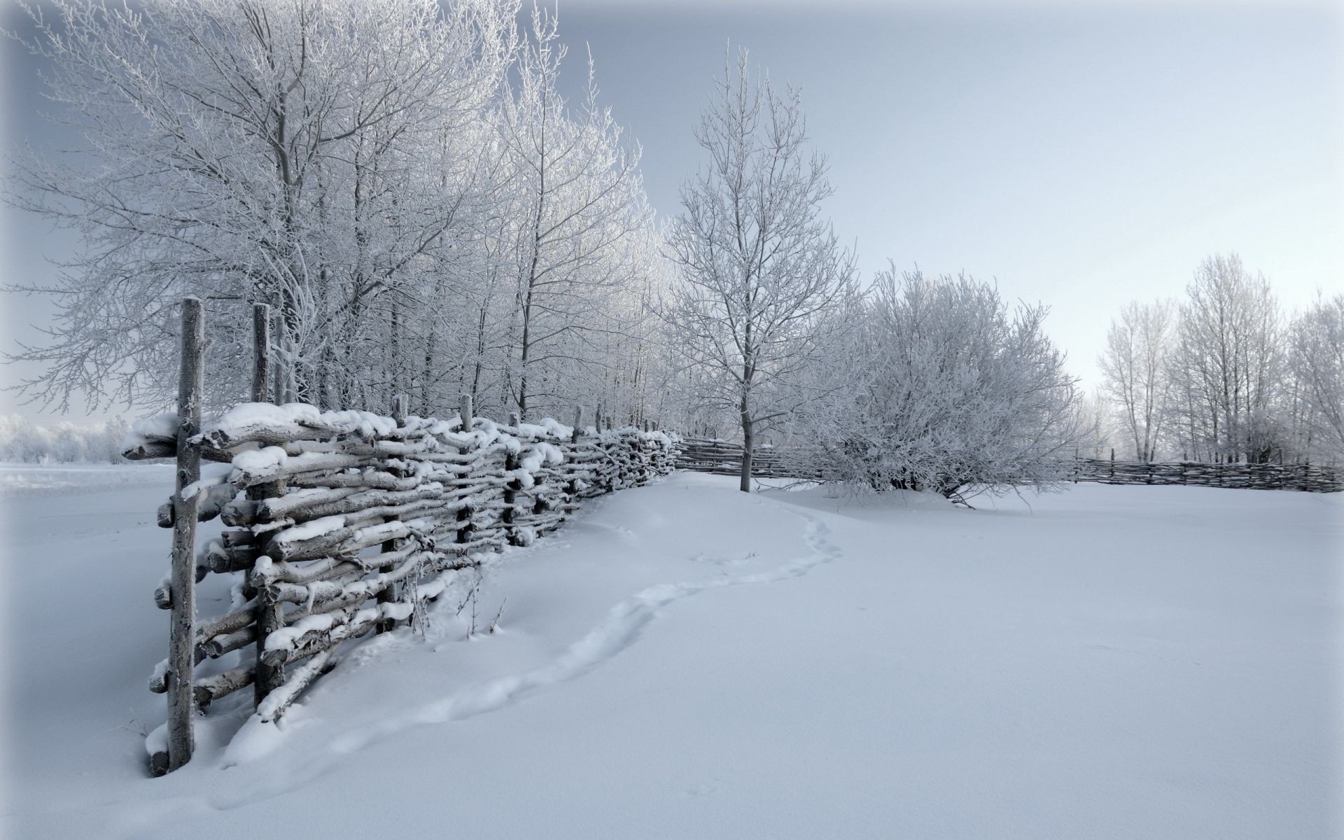 inverno neve freddo gelo congelato albero ghiaccio paesaggio tempo tempesta di neve legno stagione nevoso neve-bianco gelido scenico ramo cumulo di neve ghiacciato