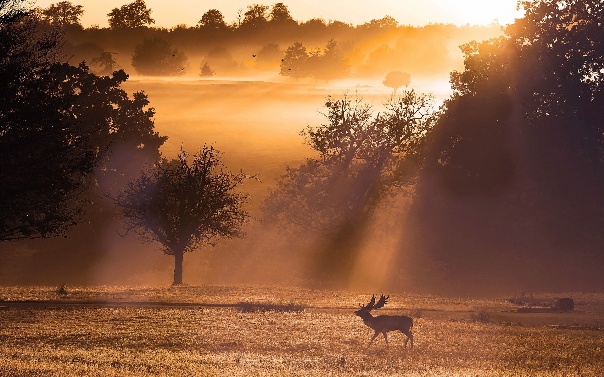 the sunset and sunrise sunset dawn sun sky nature landscape dusk evening backlit fog outdoors silhouette fair weather water