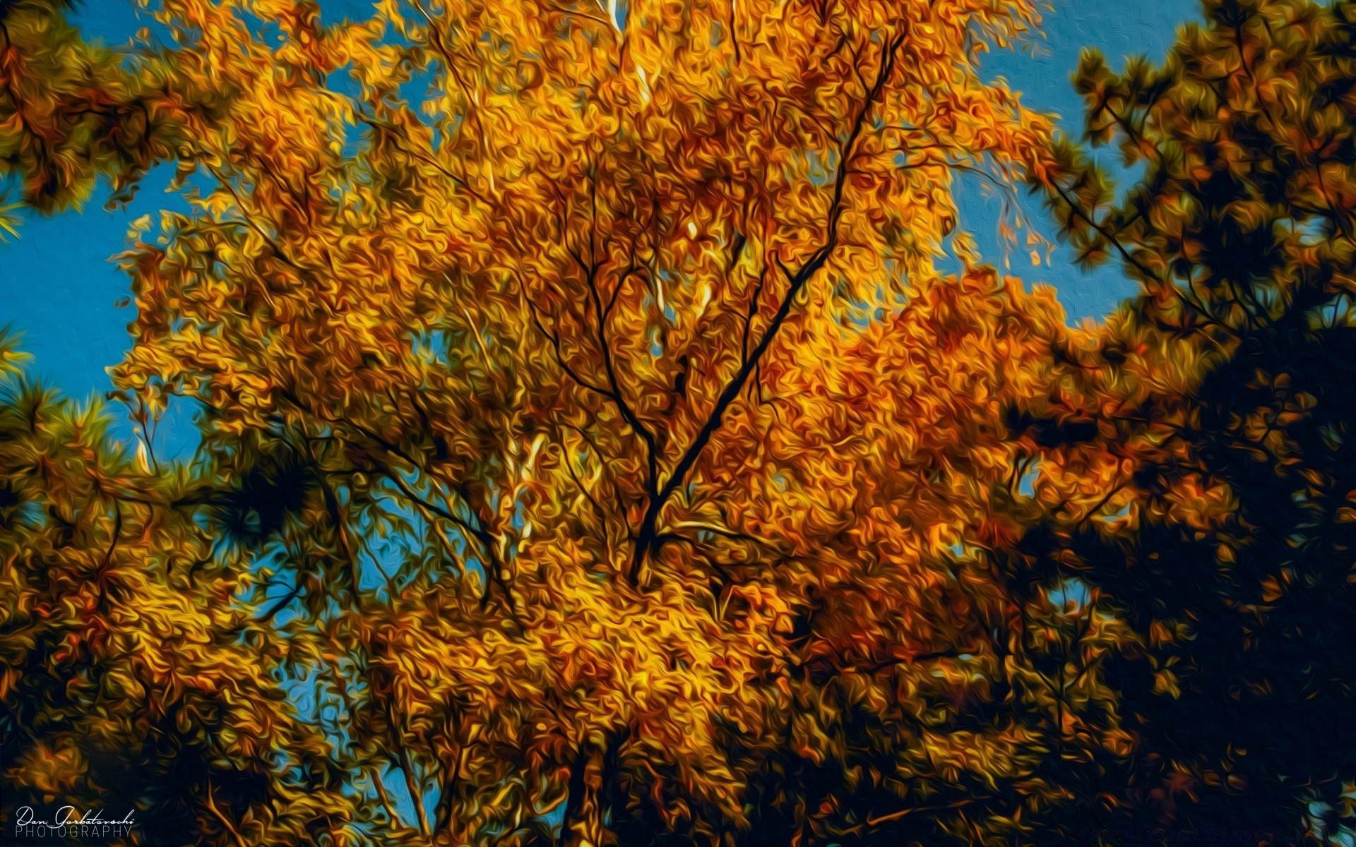 dibujos otoño hoja árbol madera temporada arce naturaleza brillante oro rama cambio al aire libre paisaje buen tiempo parque escritorio exuberante color medio ambiente