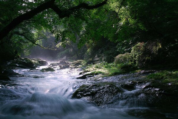 Natura alberi fiume pietre flusso