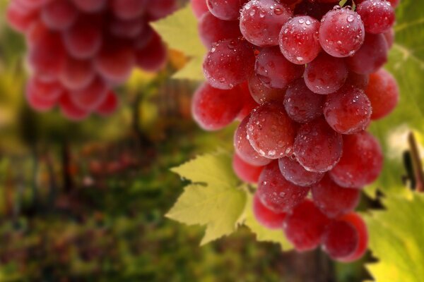 Bela fotografia Macro de uvas