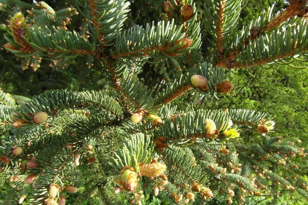 Cones, needles, coniferous greens