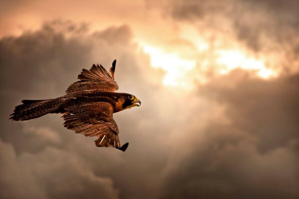 Wild eagle soars in the sky