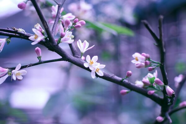 पेड़ों पर प्राकृतिक वनस्पति फूल