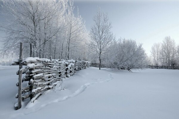 Neige gel hiver gelé