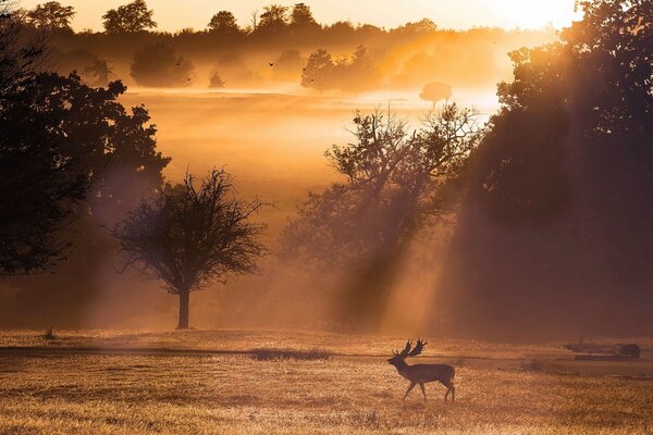 Cerf dans la forêt pendant le coucher du soleil