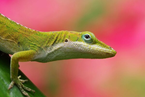 Lézard sur une branche dans la nature sauvage