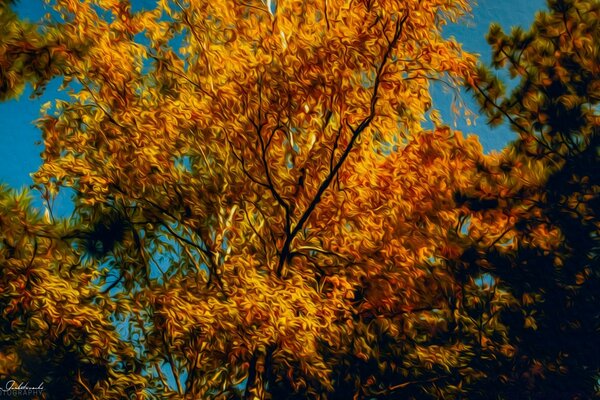 Photo of an autumn tree with golden leaves