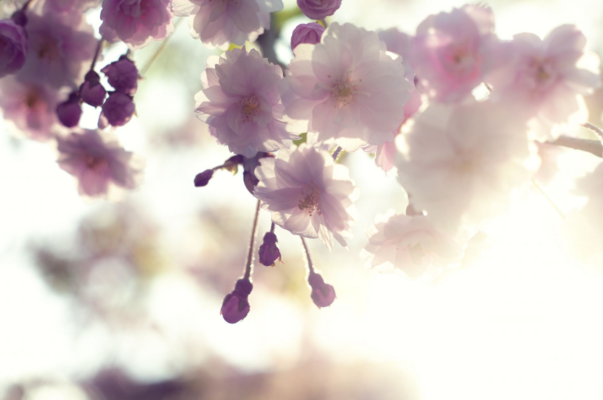 the flowers on the trees flower nature flora cherry branch garden leaf summer blur petal floral tree blooming bright growth color delicate season easter