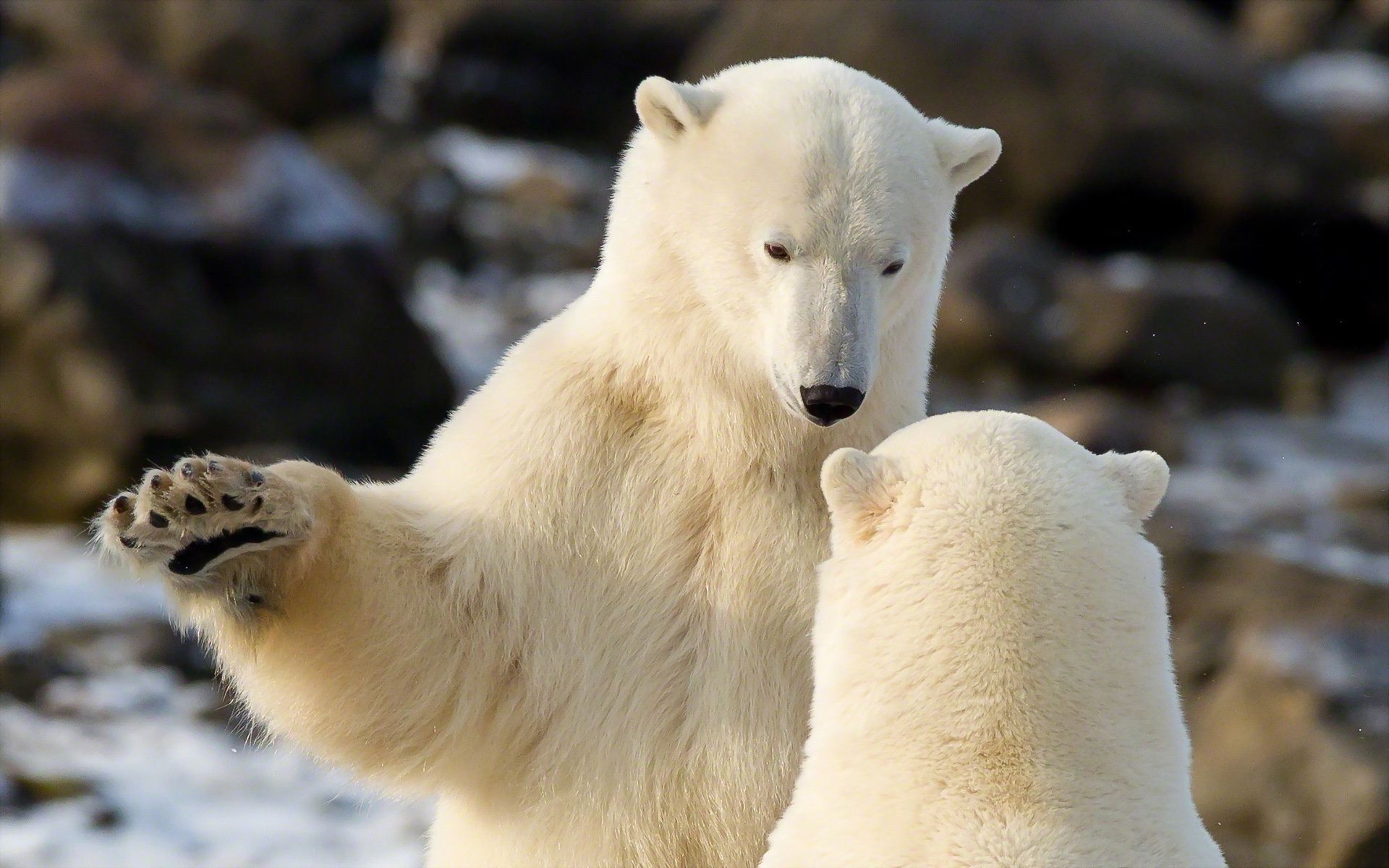 bears frosty wildlife nature mammal outdoors winter snow ice polar animal zoo cold two wild