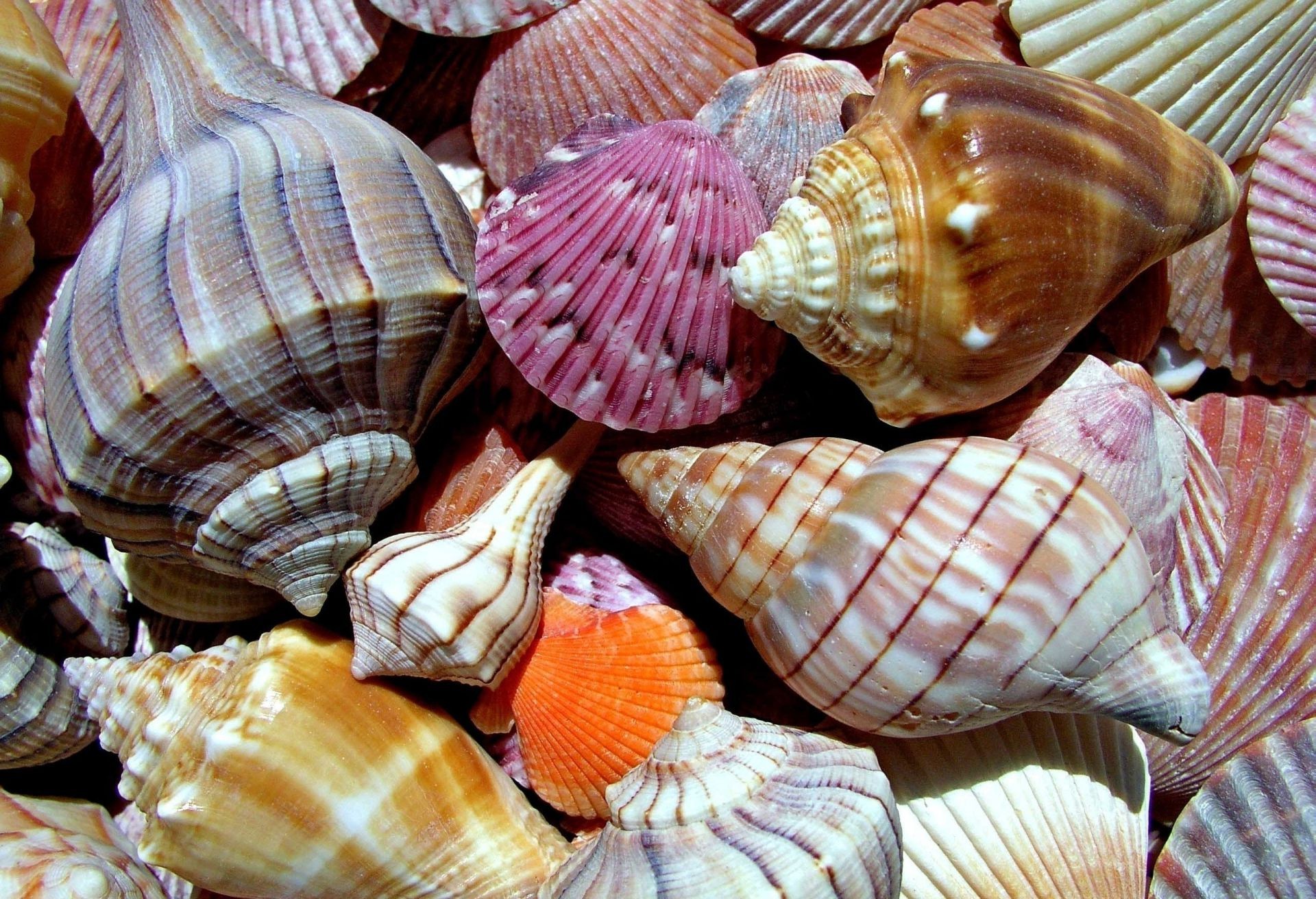 paesaggio conchiglie conchiglia vongole souvenir conch mare mollusco burattino capesante lumaca tropicale collezione estate conchiglia mare natura desktop mare texture