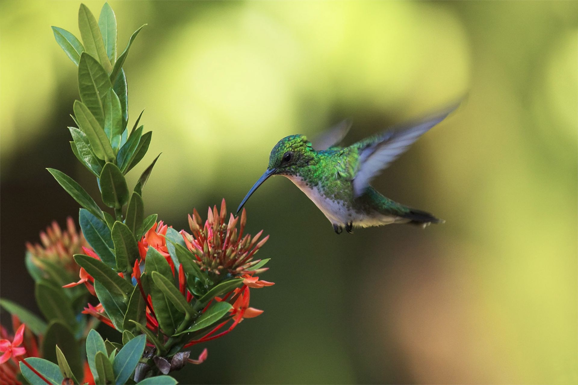 animals nature hummingbird bird flower outdoors leaf wildlife garden summer wild color