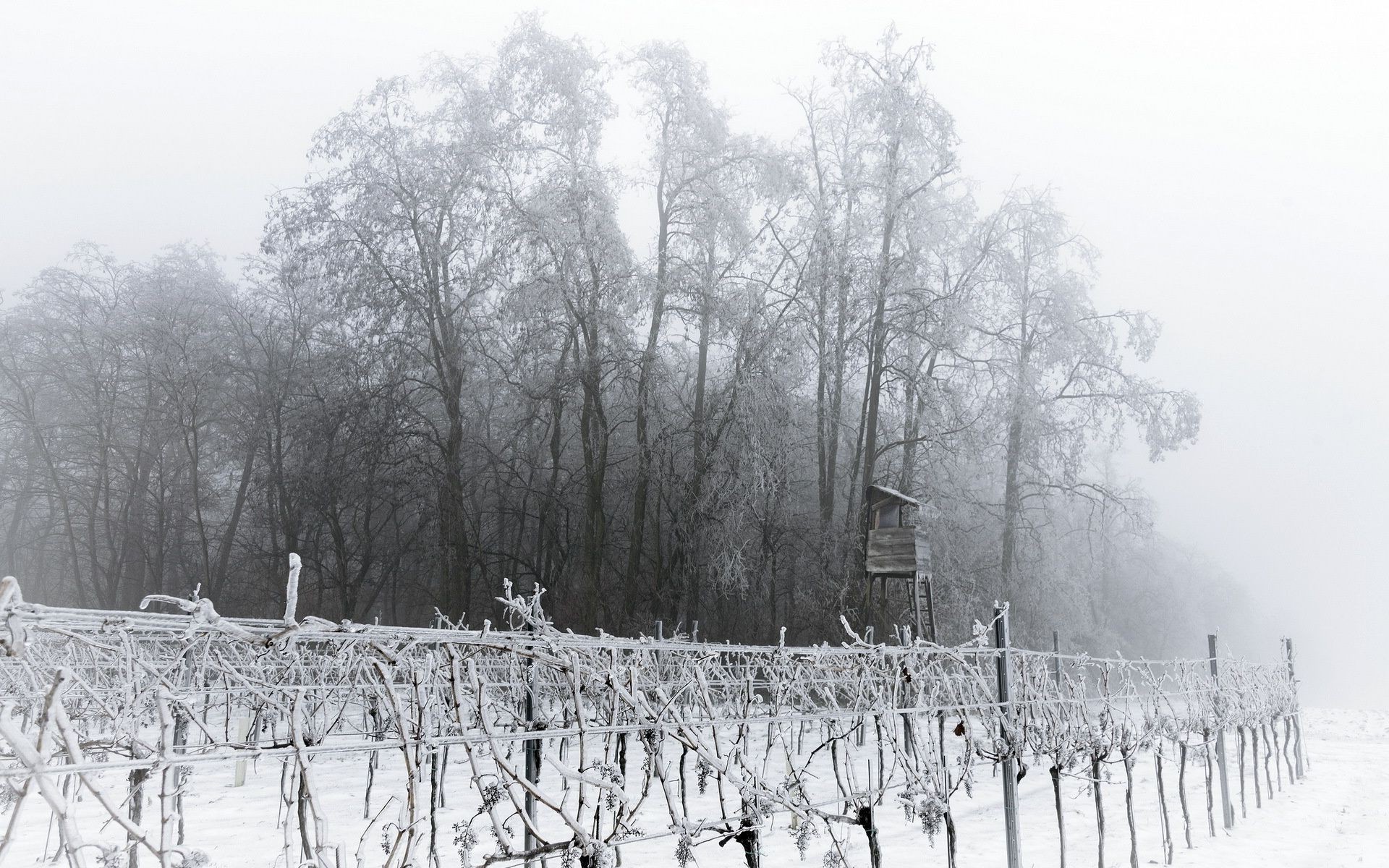 winter schnee holz holz kalt gefroren wetter frost landschaft nebel jahreszeit natur eis frostig