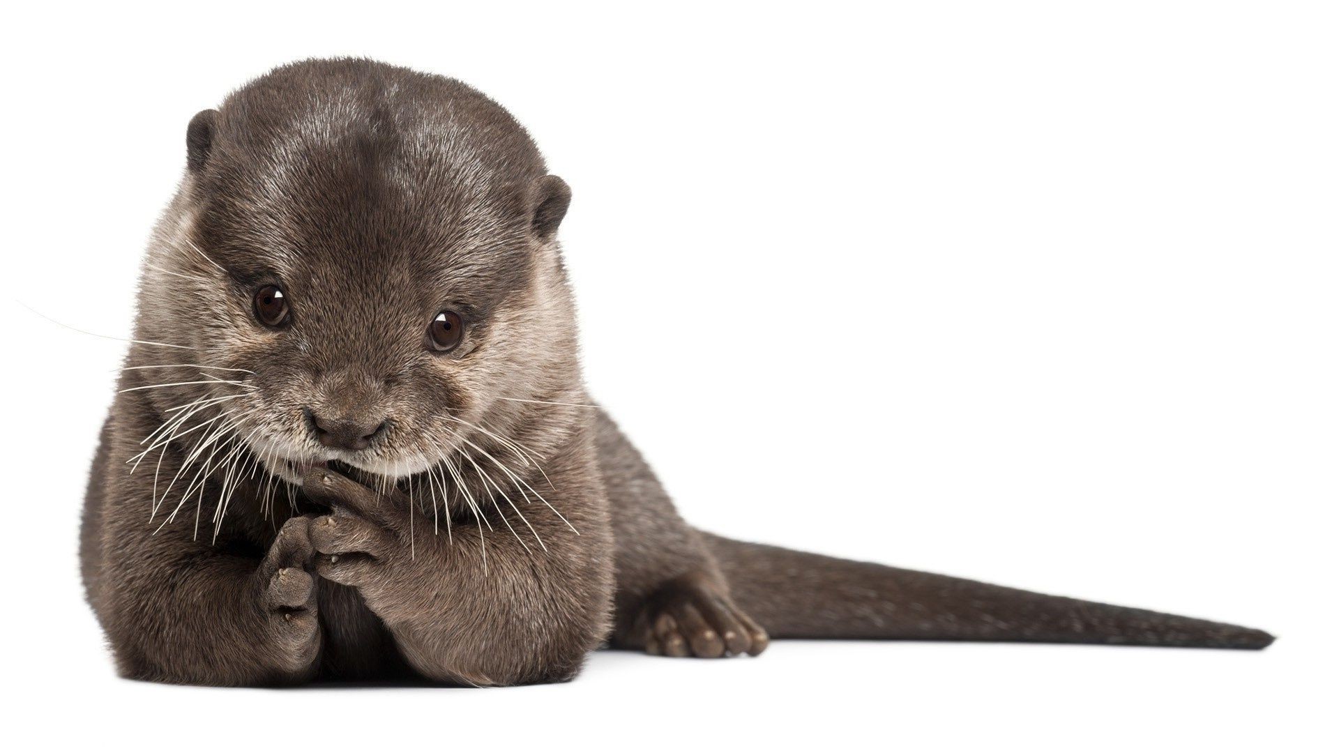 animaux mignon animal petit mammifère fourrure jeune vue moustache