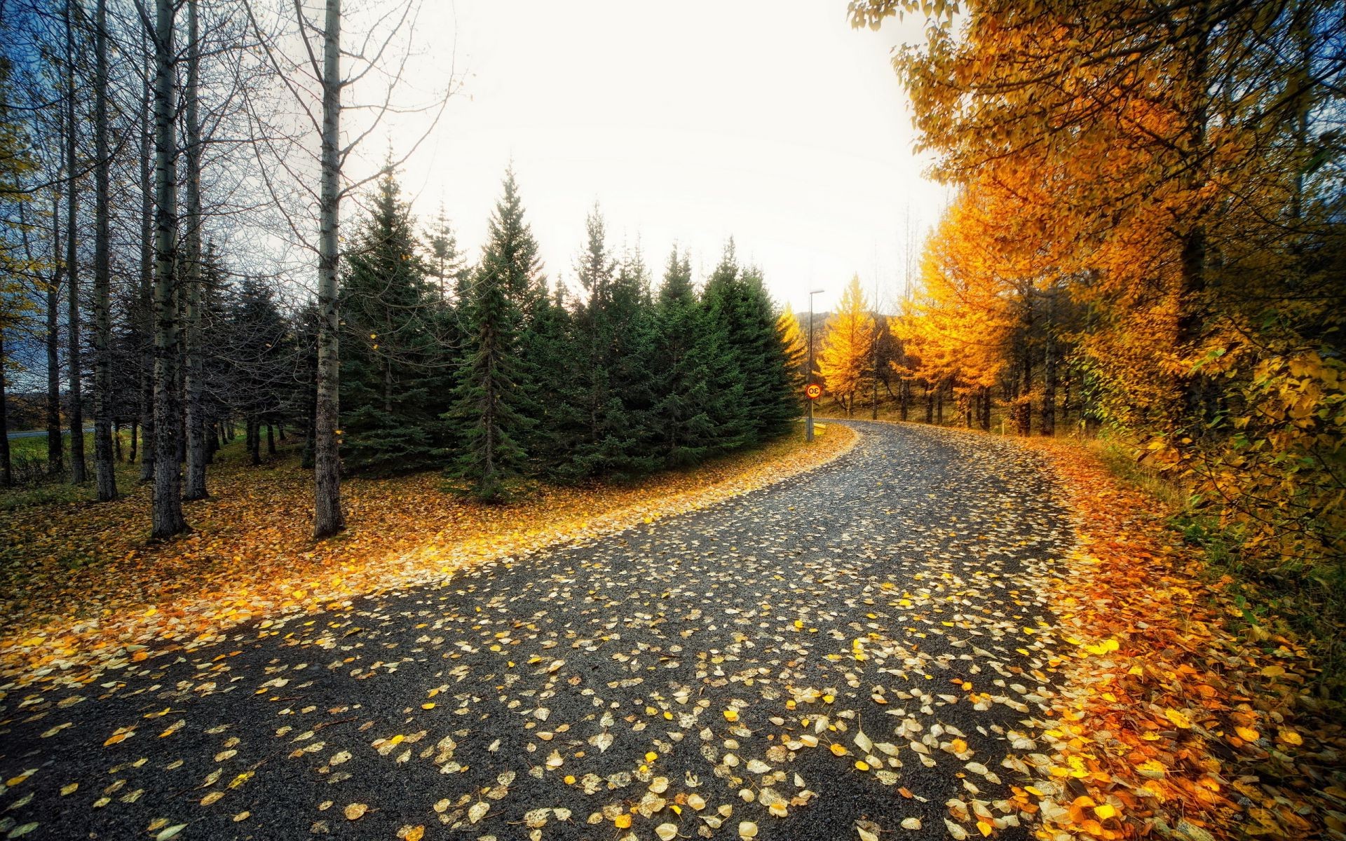 autumn tree wood landscape fall nature outdoors park road season leaf guidance scenic environment