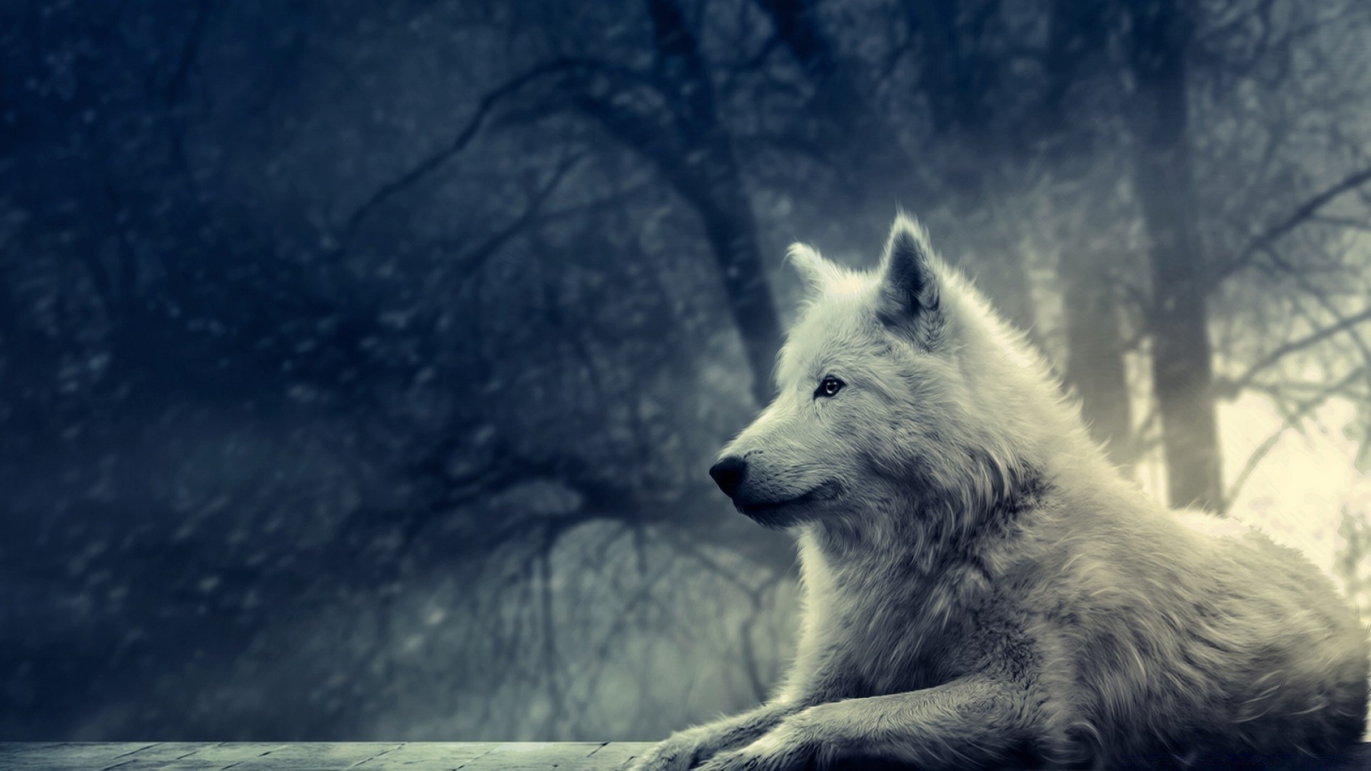 fantasy snow winter wolf mammal outdoors nature frosty cold dog one