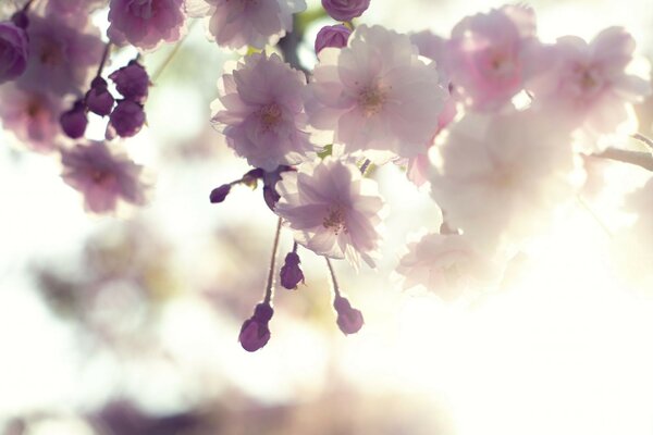 Fleurs blanches roses de Sakura tendre