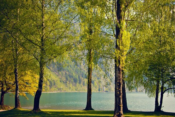 Trees on the lake shore