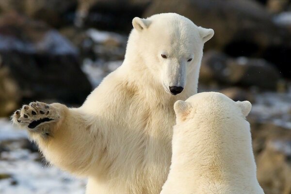 Eisbären der Wildnis